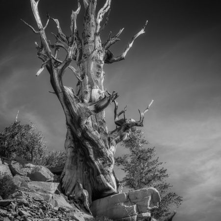 Tree of Life, The Ancient Bristlecone Pine Forest, California, USA