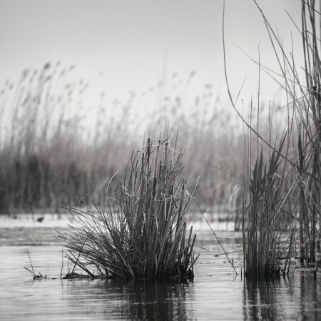 Danube Delta Reeds, Danube Delta, Romania