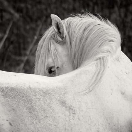 Siesta, Horse resting, Padis Plateau, Transylvania, Romania