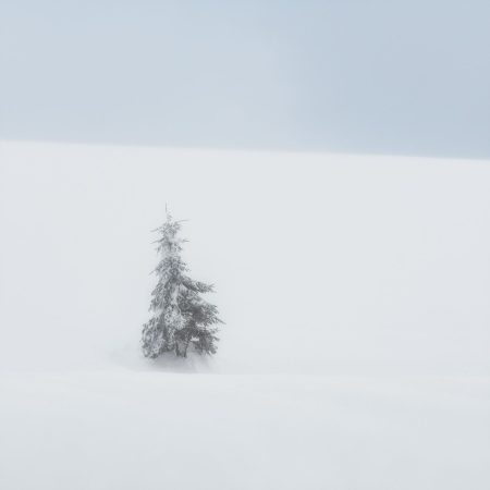 Lone Tree, Carpathian Mountains, Romania