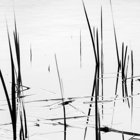 Reeds, Danube Delta, Romania